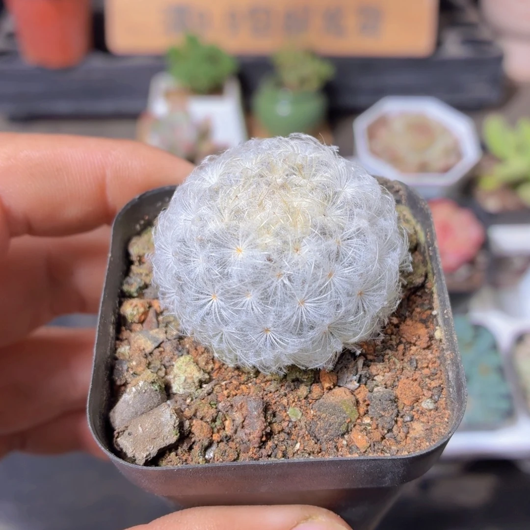 白星多肉9.9包邮发货