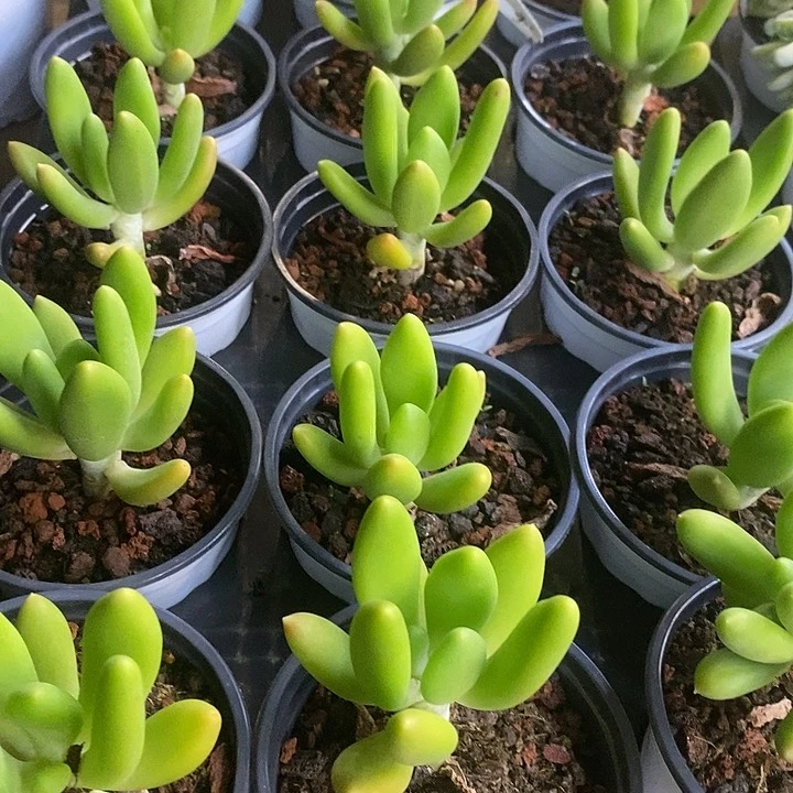 金蝉福利多多去拍