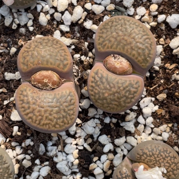 非偏远满20包邮260