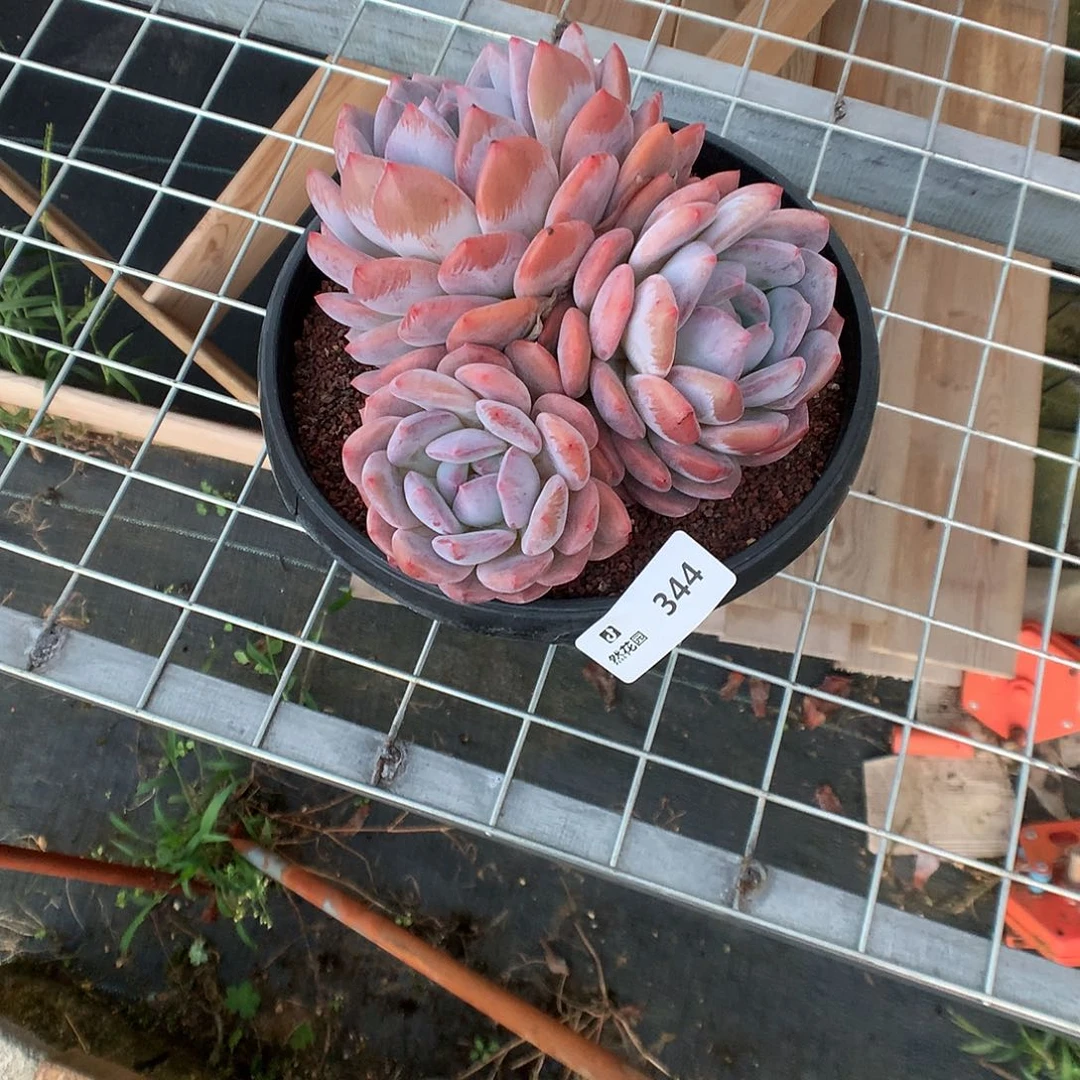 344星橙多肉植物666