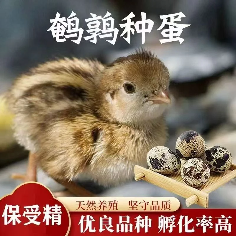 鹌鹑黄羽种蛋受精种蛋可孵化出壳分公母黄母黑公