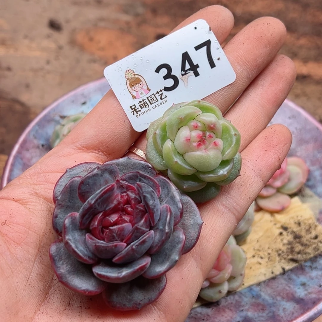 玲*多肉植物多肉植物