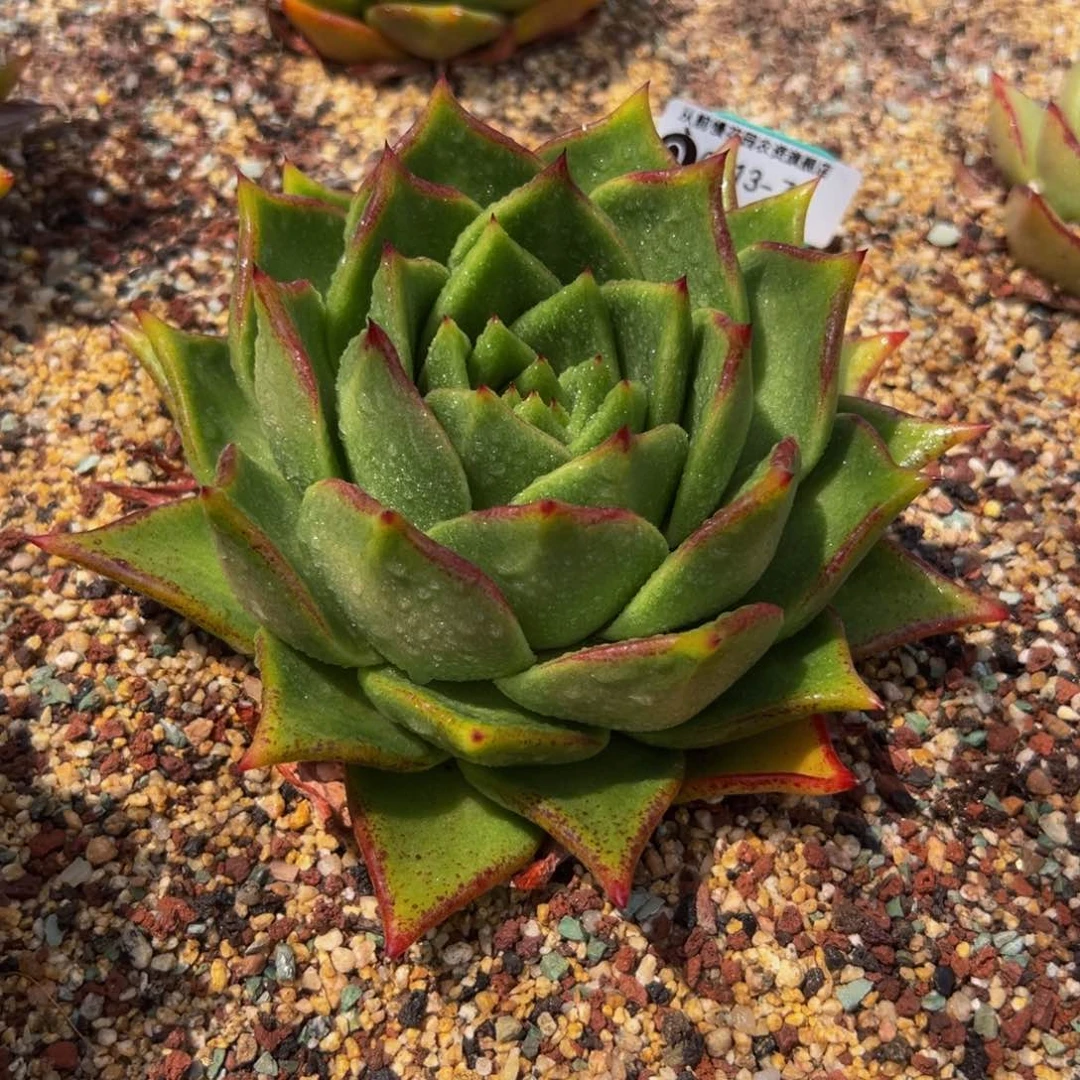 多肉一物一拍0613-71