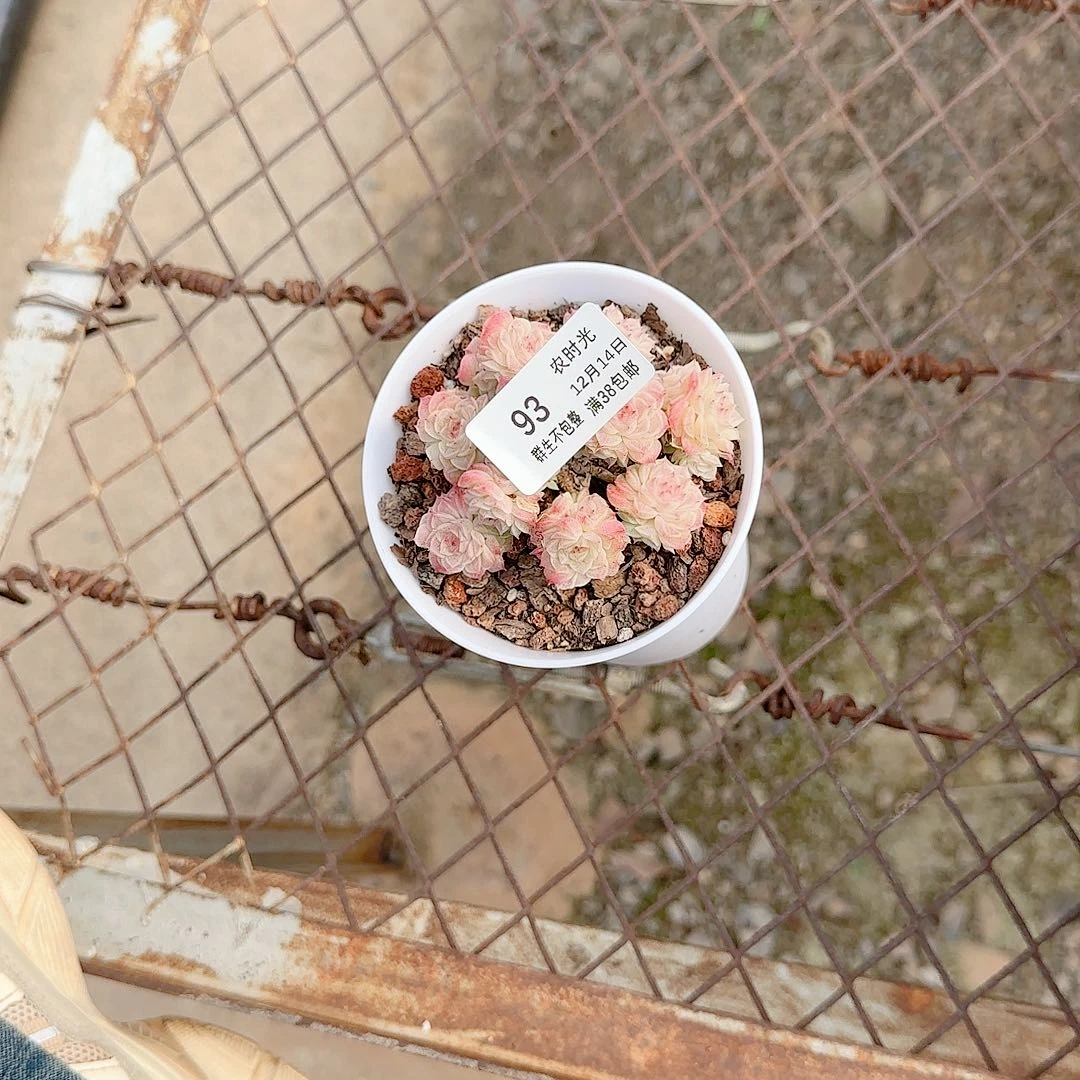 农***田1214-93（xpp-277）专拍多肉