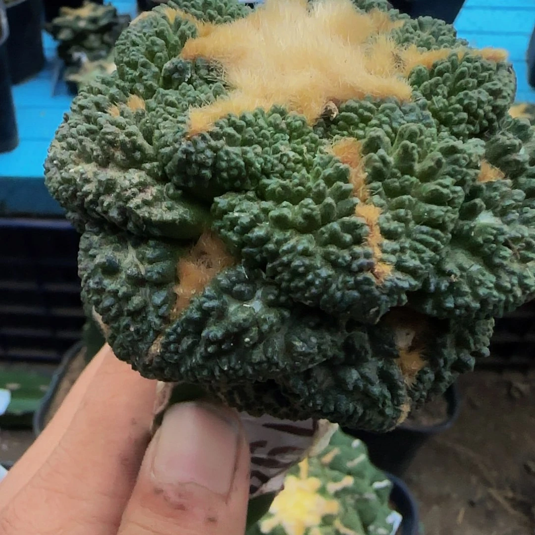 大尤龟甲194仙人球开花