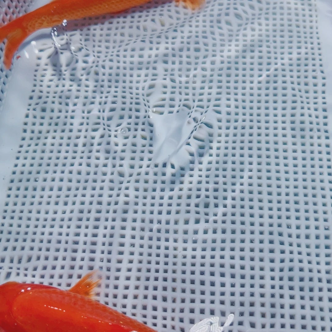 海水鱼锦鲤冷水观赏鱼