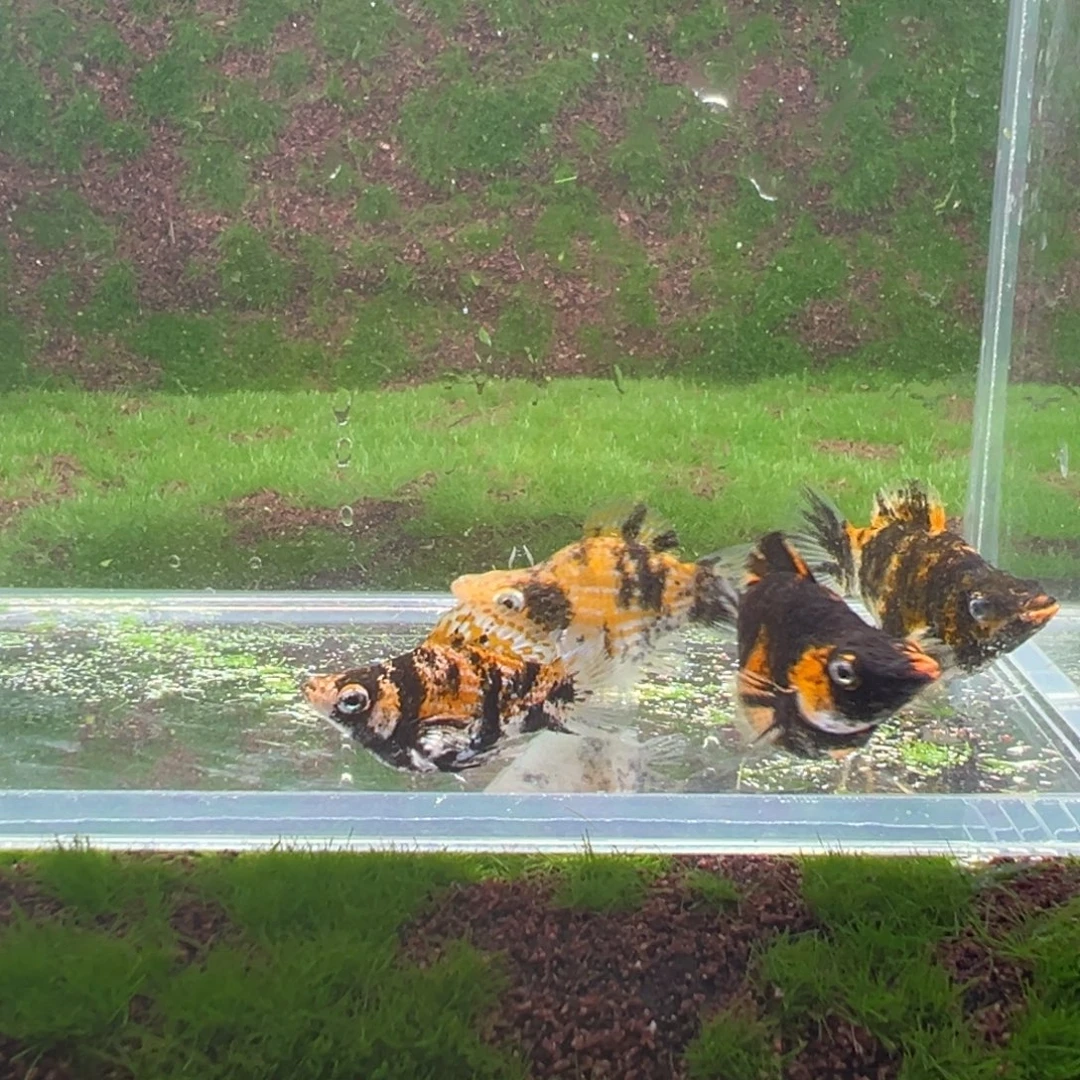 黑玛丽鱼亚成虎纹一公三母