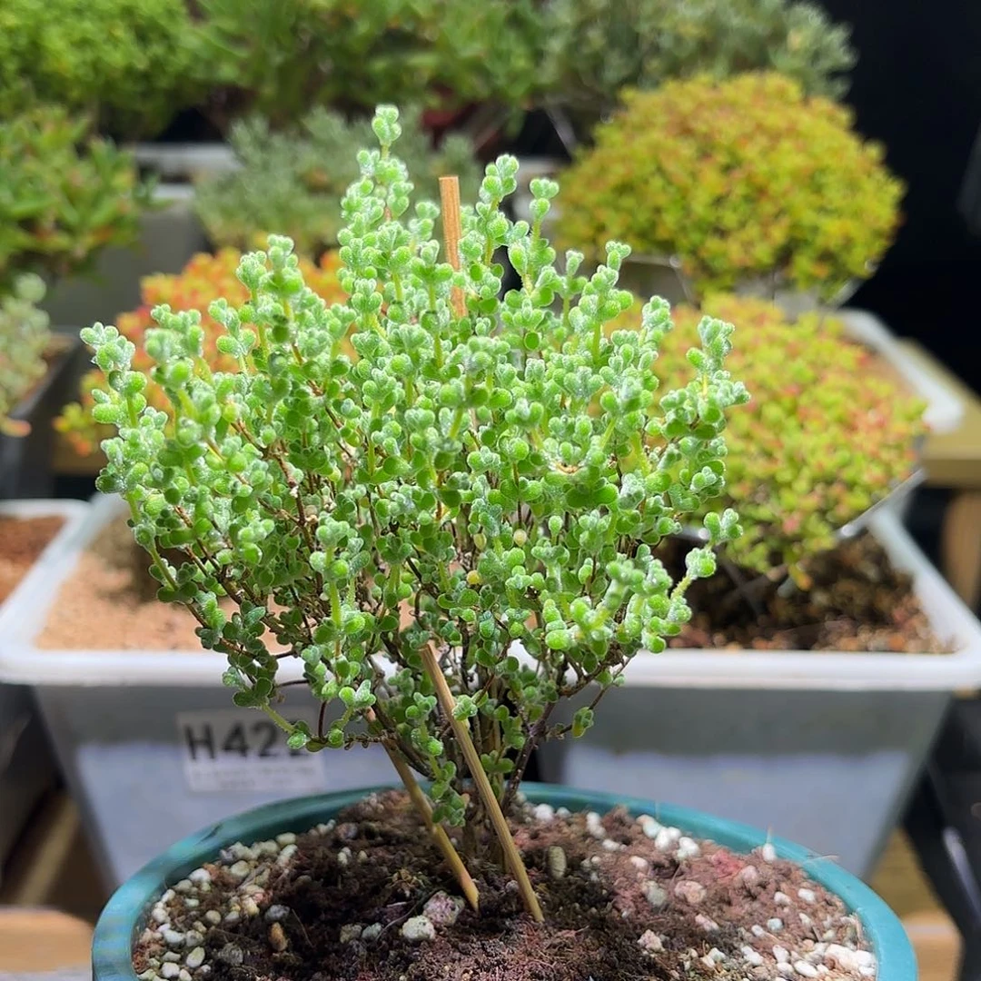 超级莱斯0.5加仑盆母本H389