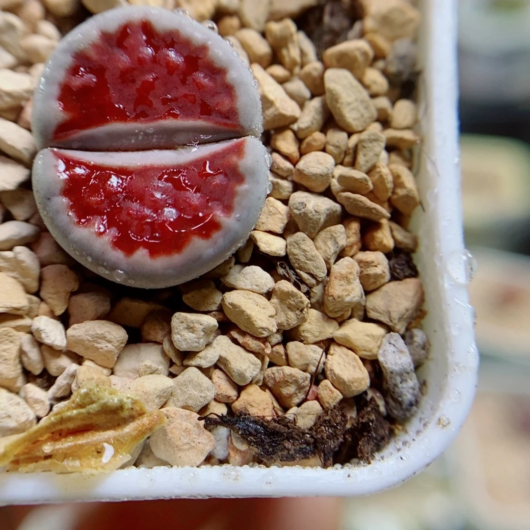 生石花哈哈哈哈哈哈哈哈638