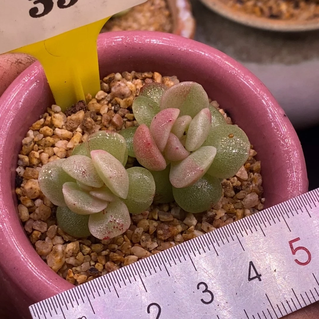 235冰玉红锦其福利……