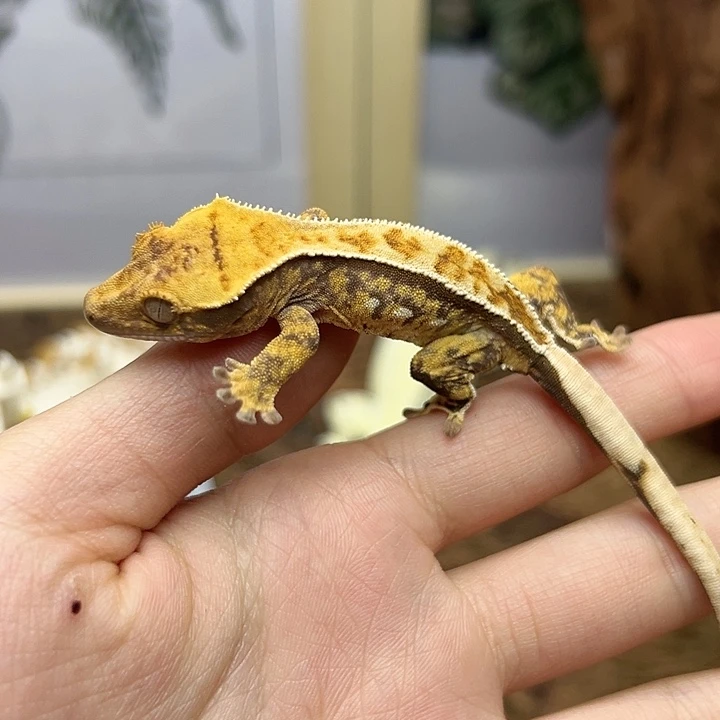 睫角守宫奶油超三