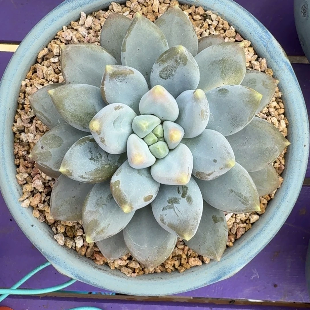 黄胖体 哥特 单头 一物一拍