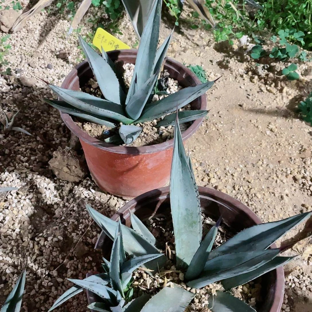 三十三间堂15公分➕包邮