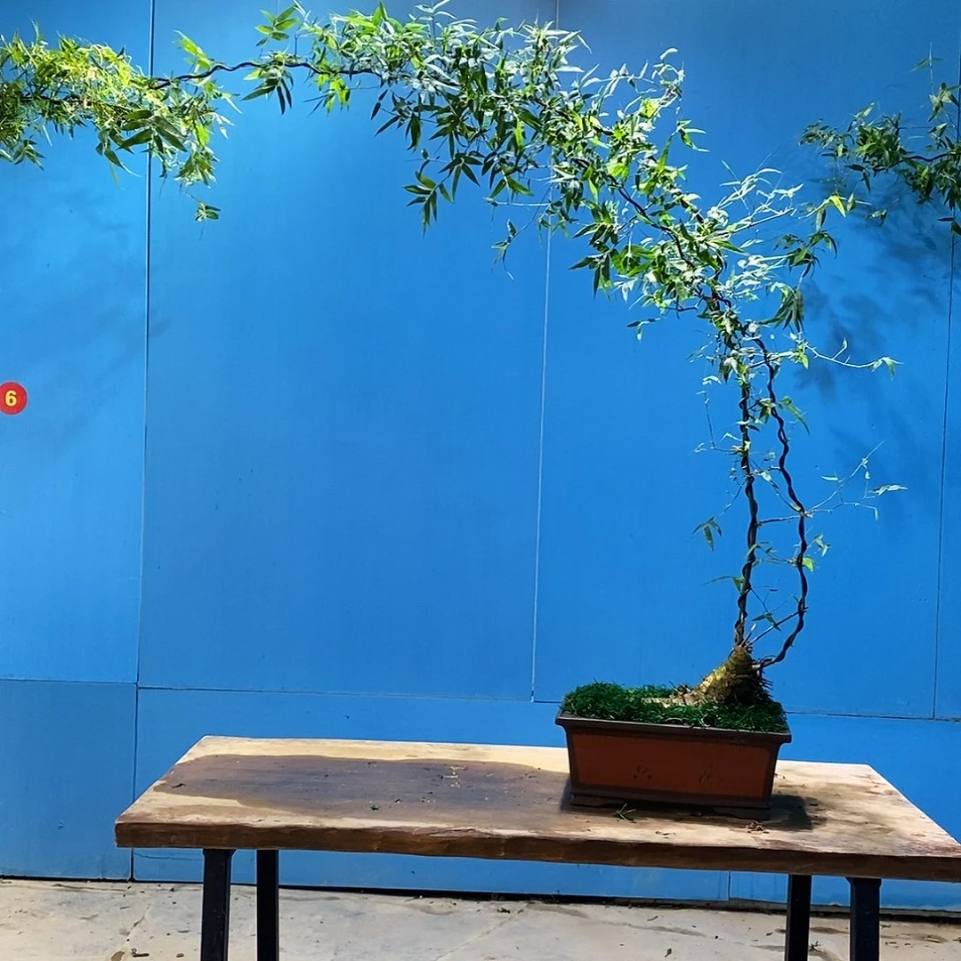 扬**麻小叶簕竹一物一拍