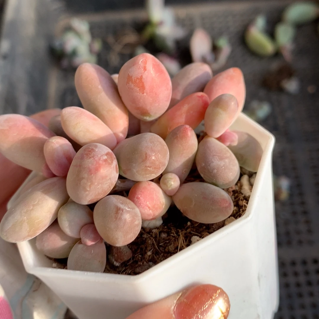 用***8奶酪多肉一起糖果有叶子要消耗了