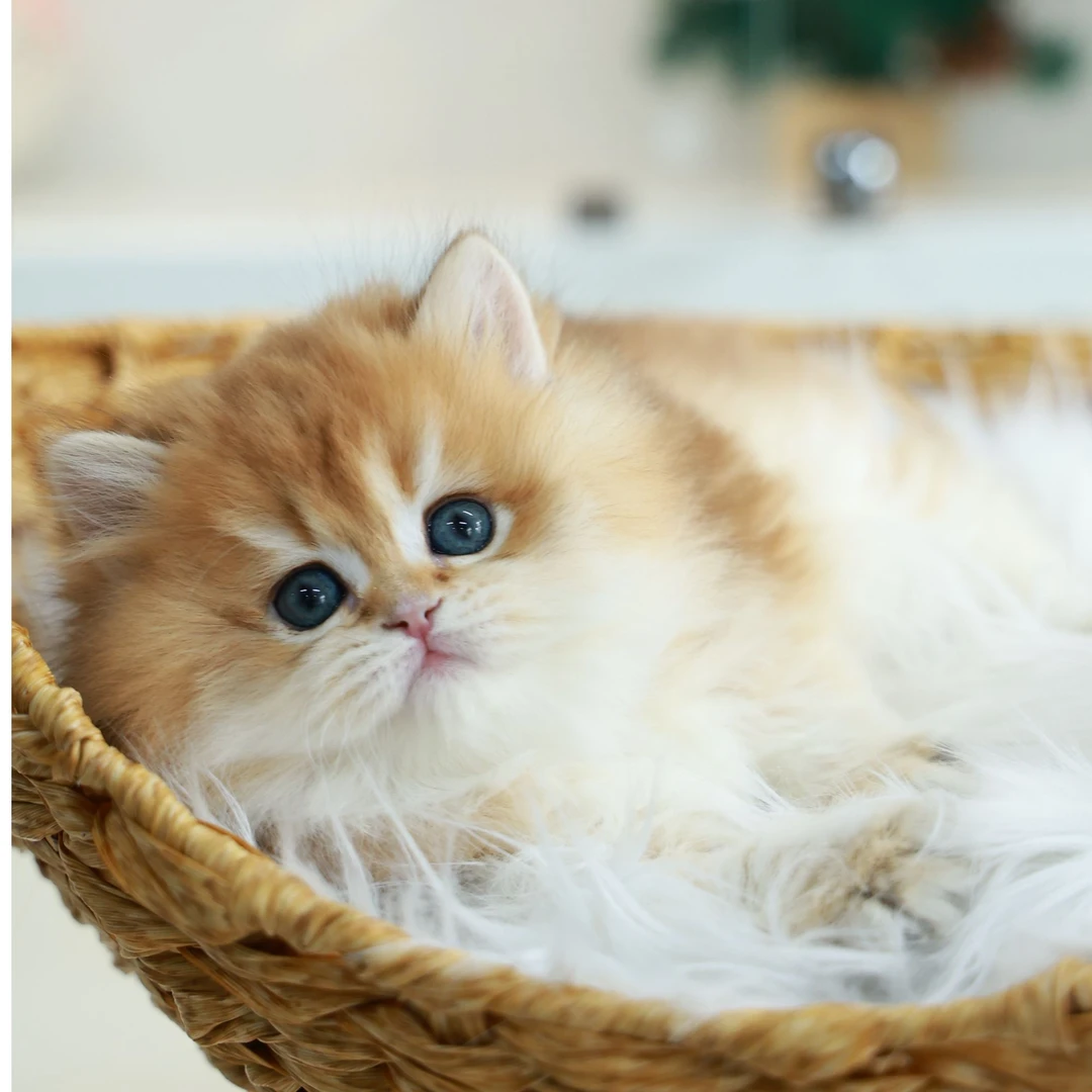 西瓜——长毛金渐层弟弟【一菲家】