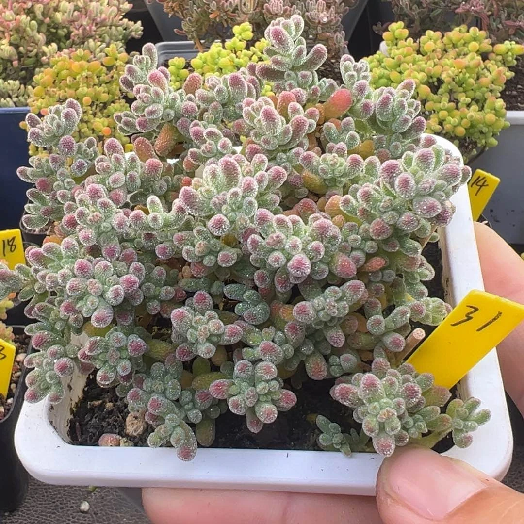 冰晶枝干31号10cm盆