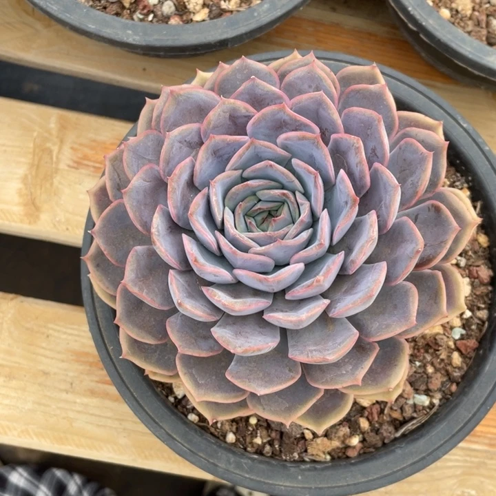 大粗腿菲欧娜冠幅15公分一物一拍