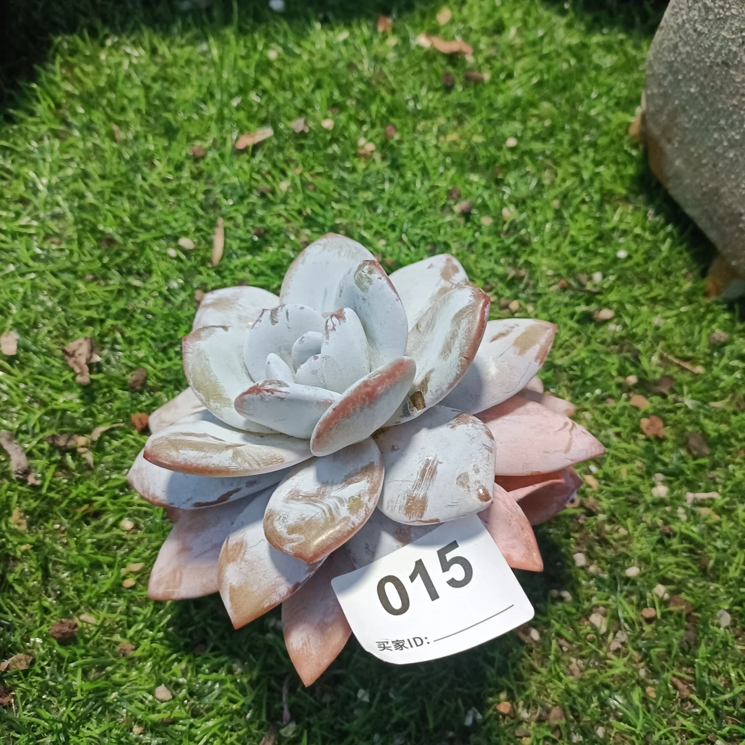 昆明然的多肉植物015