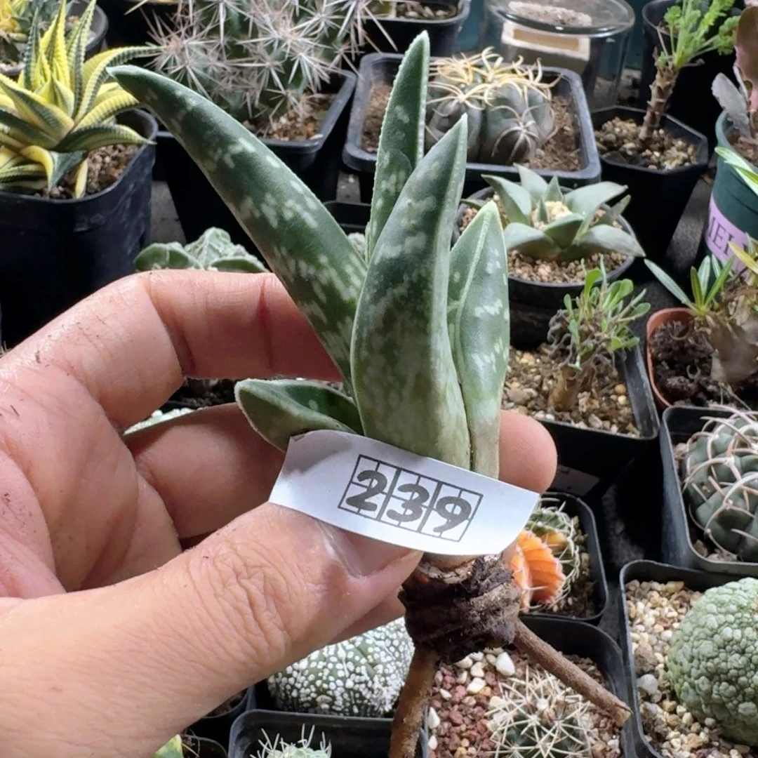 239翠花掌芦荟脱土发货