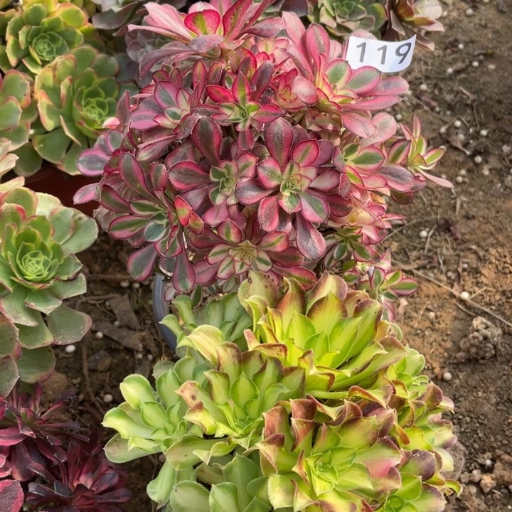 无花朵119对肉植物无售后