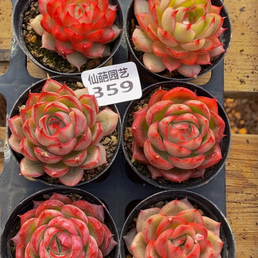 359多人在一起的时候