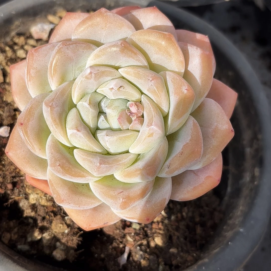 山治妹妹的10个冰玉好看