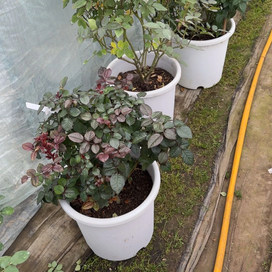 完全开放精品月季花