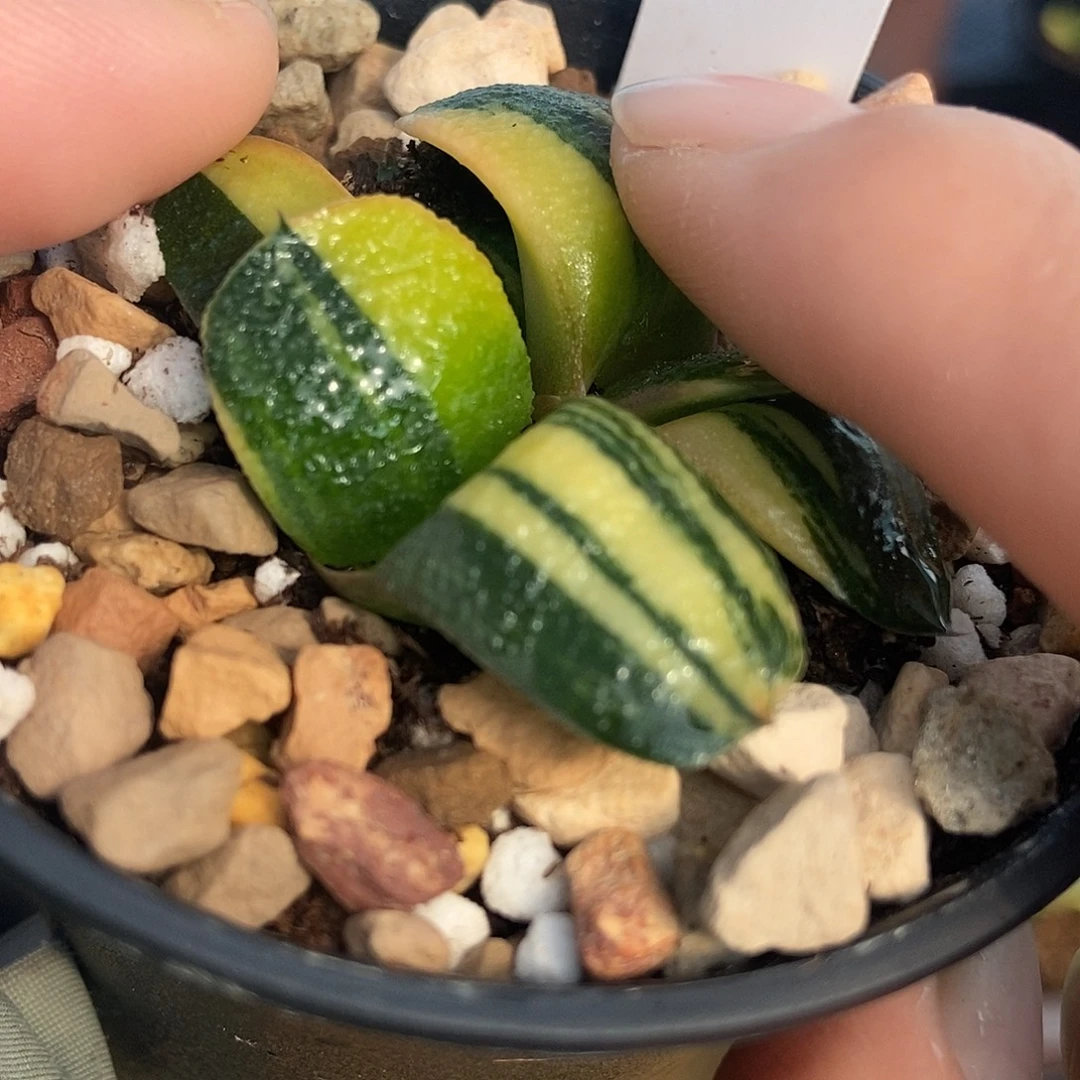 928军配卧牛实生锦带盆发货