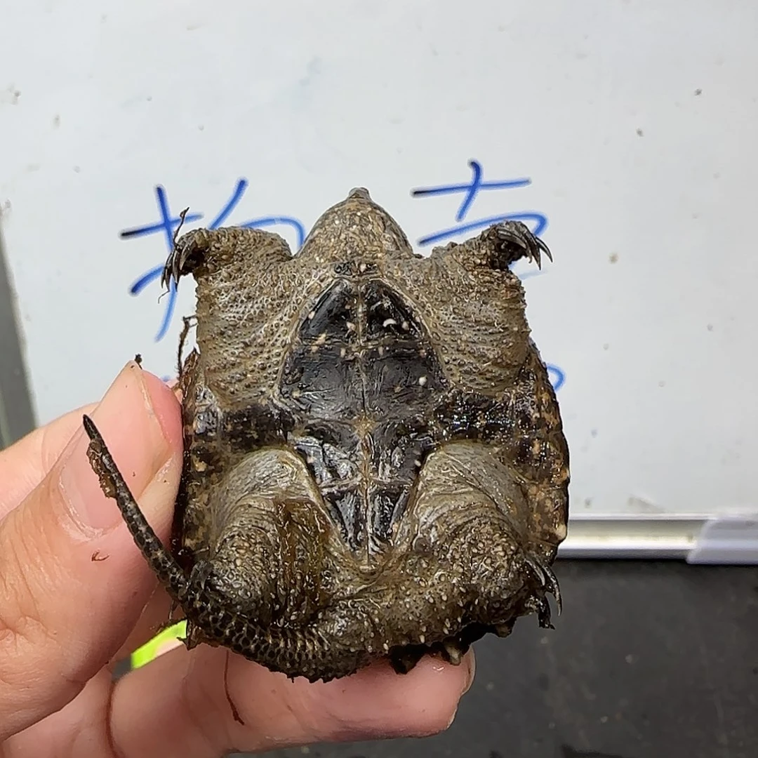 宠物龟不分公母The