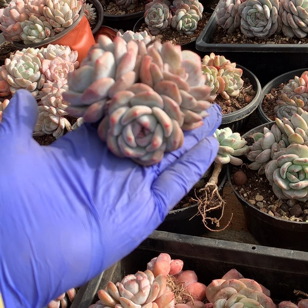 哈哈哈哈哈哈哈星影28