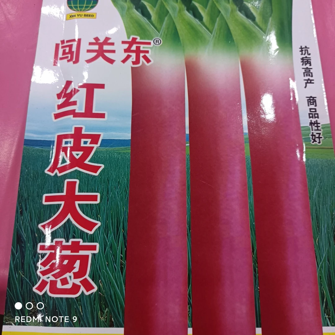 闯关东红皮大葱种子