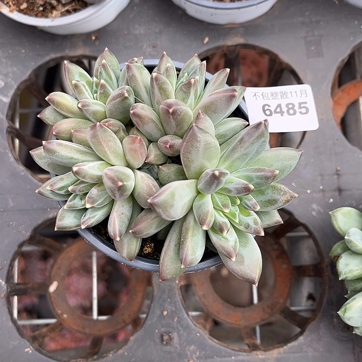 阿雅园艺。       6485