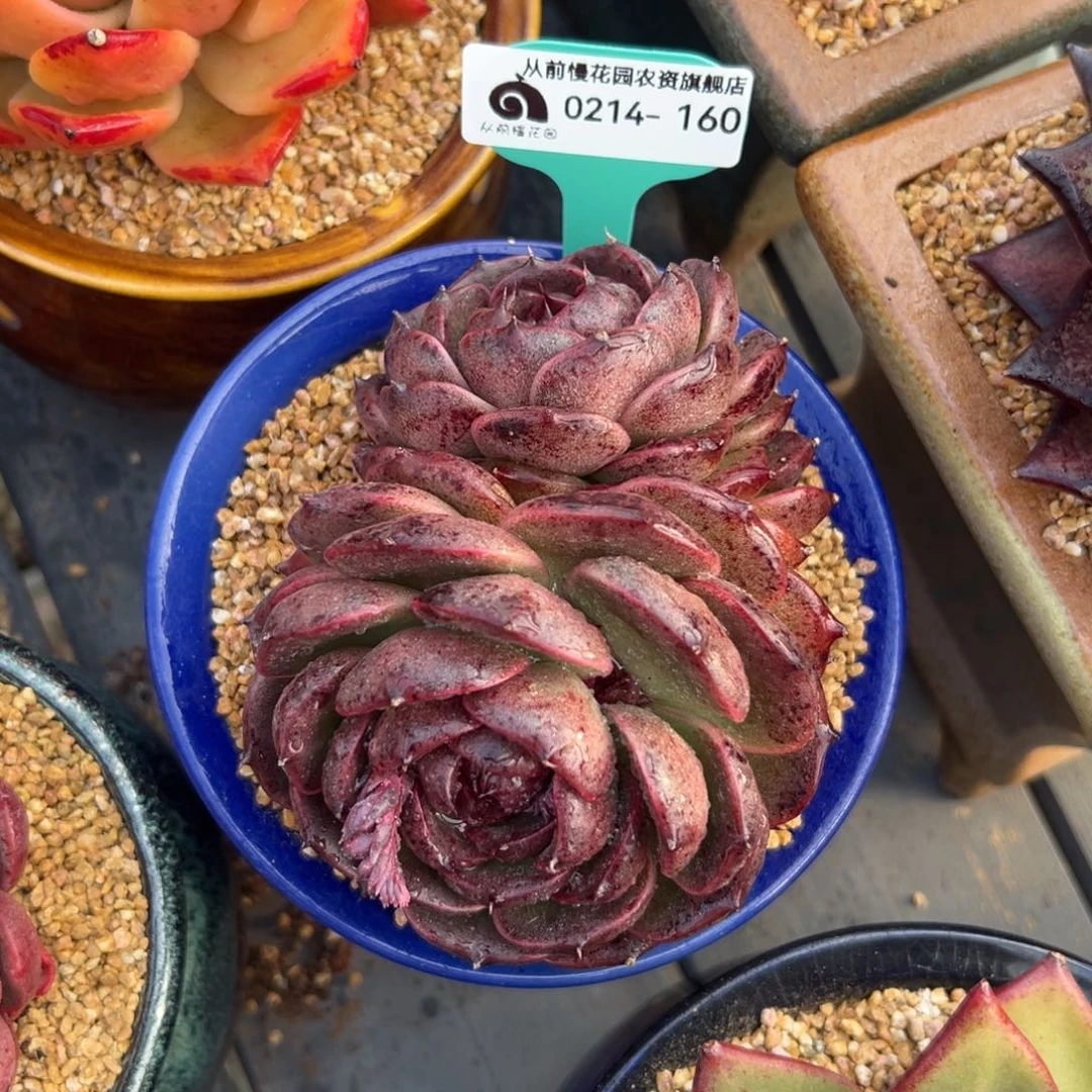 多肉一物一拍0214-160