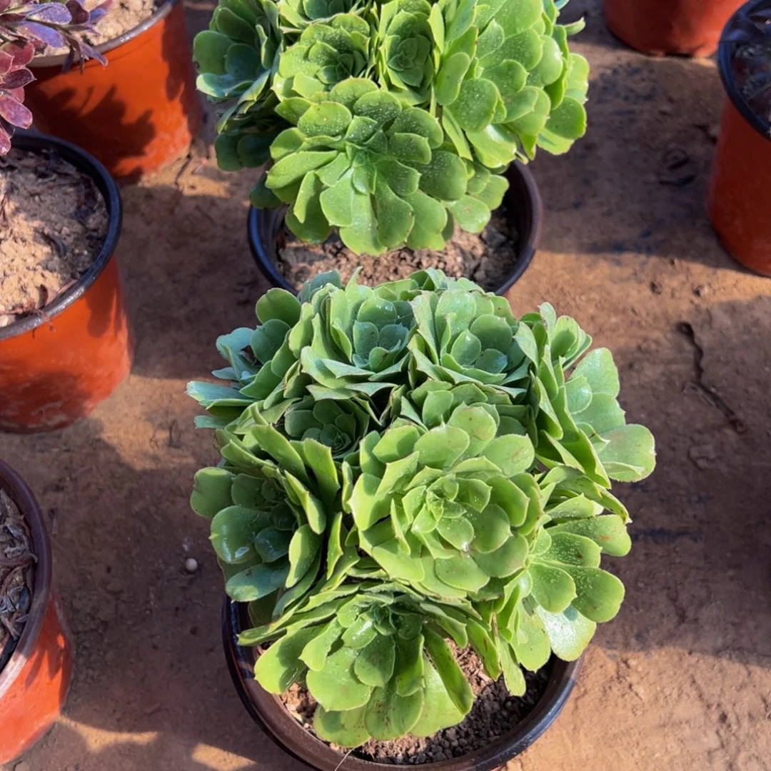绿玫瑰绣球9.9多肉植物