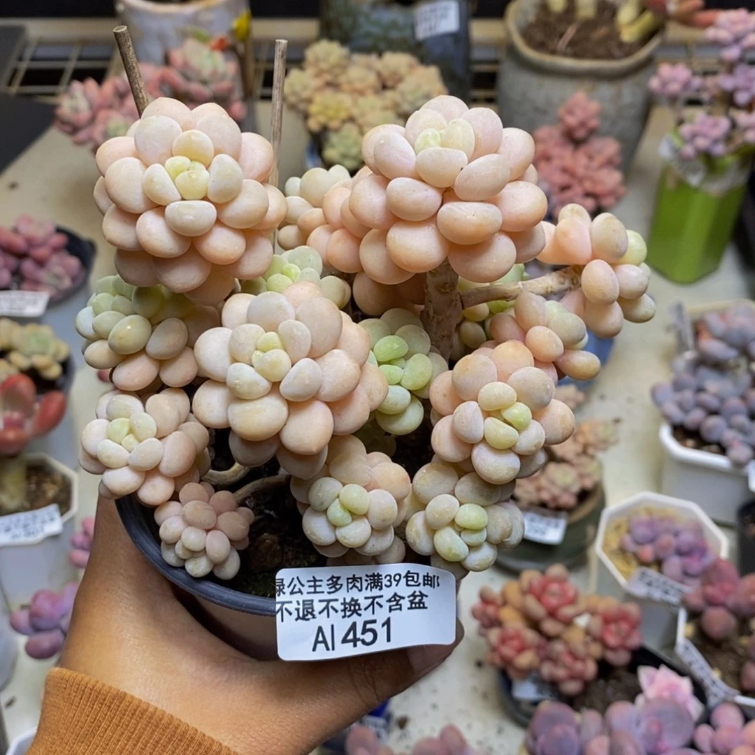 451洛可可多肉9c m