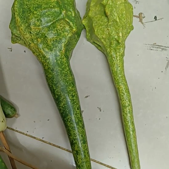 贵***男木鹤首葫芦！！！！！！！！！！！！