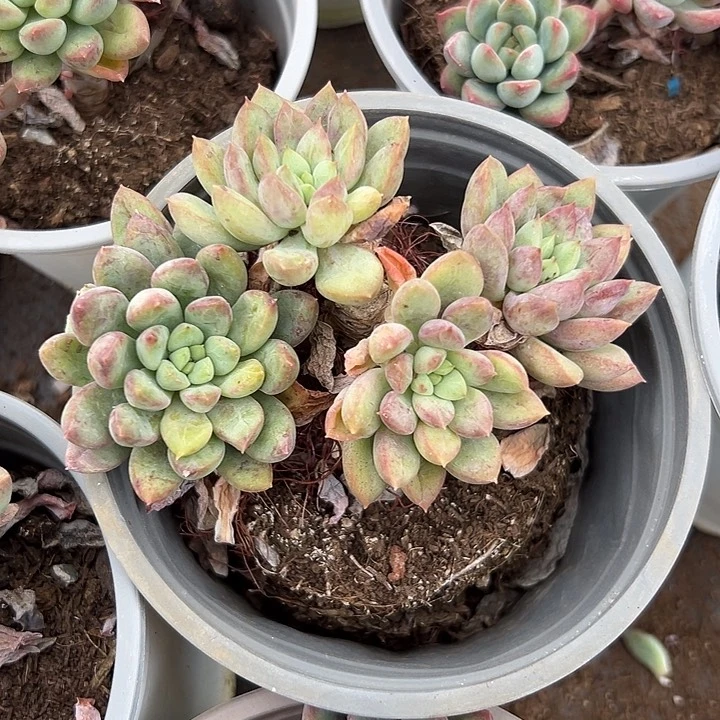 二代虞。