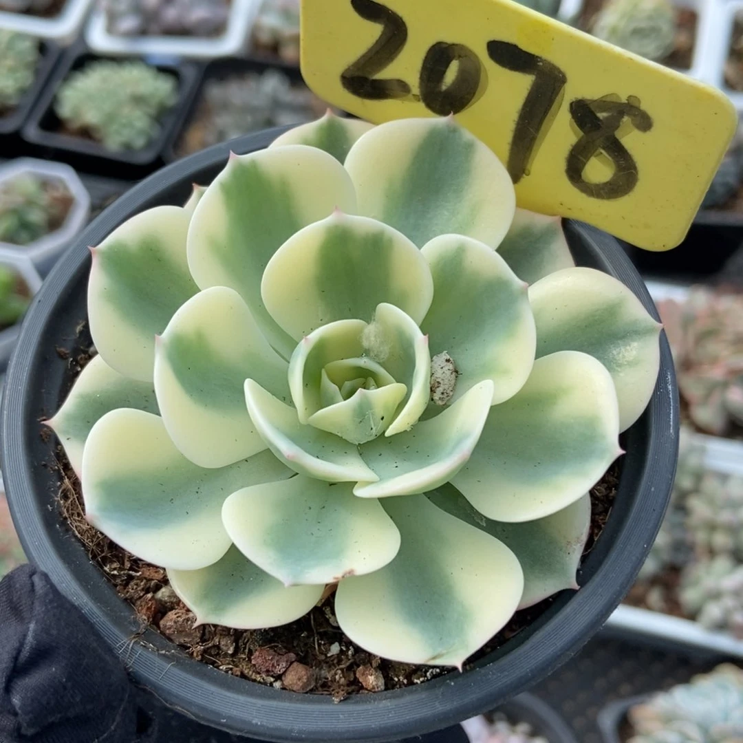 2078玉蝶锦多肉植物保护