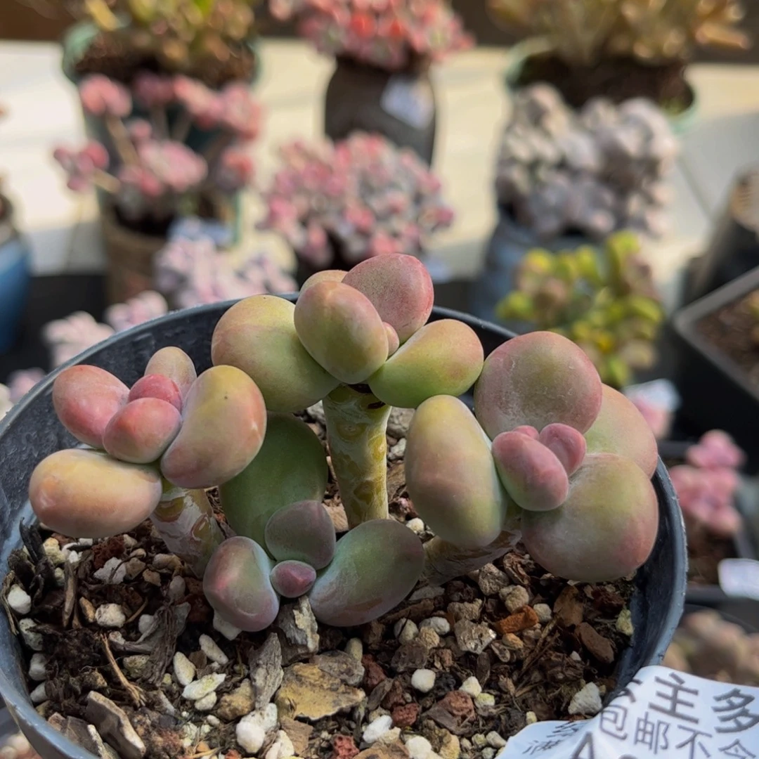 920/6cm芒果kk奶多肉