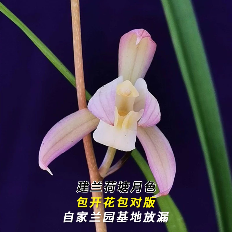 兰花直播建兰【荷塘月色】花卉绿植盆栽兰草四季香花卉批发阳台盆景