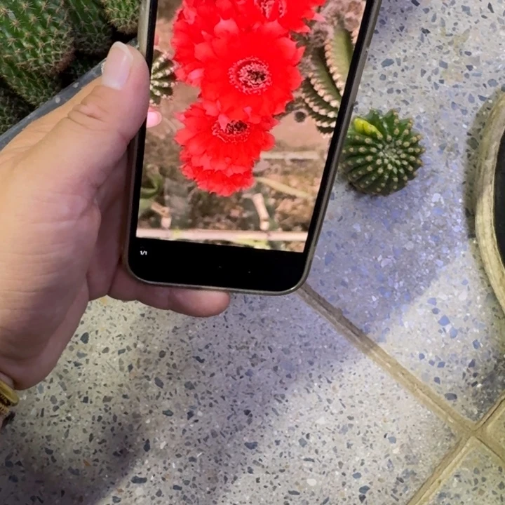 210金刚14歪无根侧牙4公分左右，20包邮