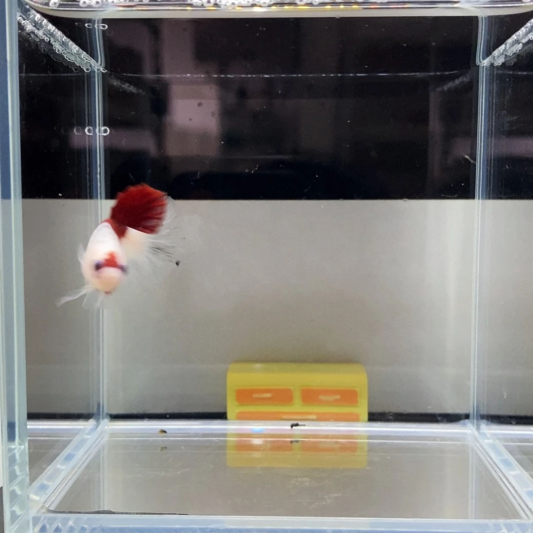 拾***色海水鱼131313131313