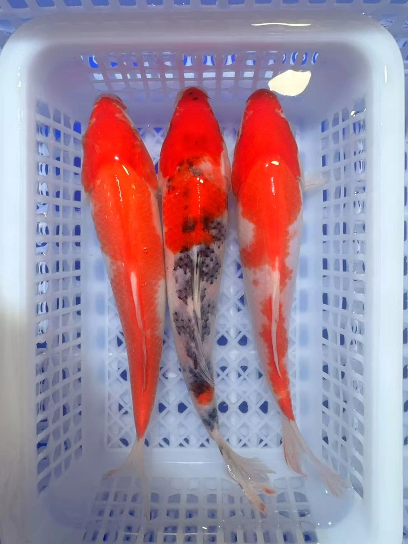 三条组合【2红白+1三色】13-16公分混搭观赏鱼