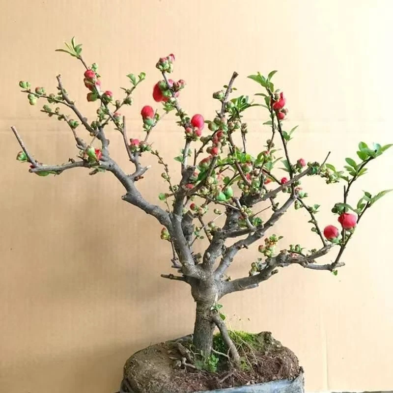 四季海棠花长寿盆栽开花老桩重瓣庭院阳台室内耐寒盆景花卉长寿冠