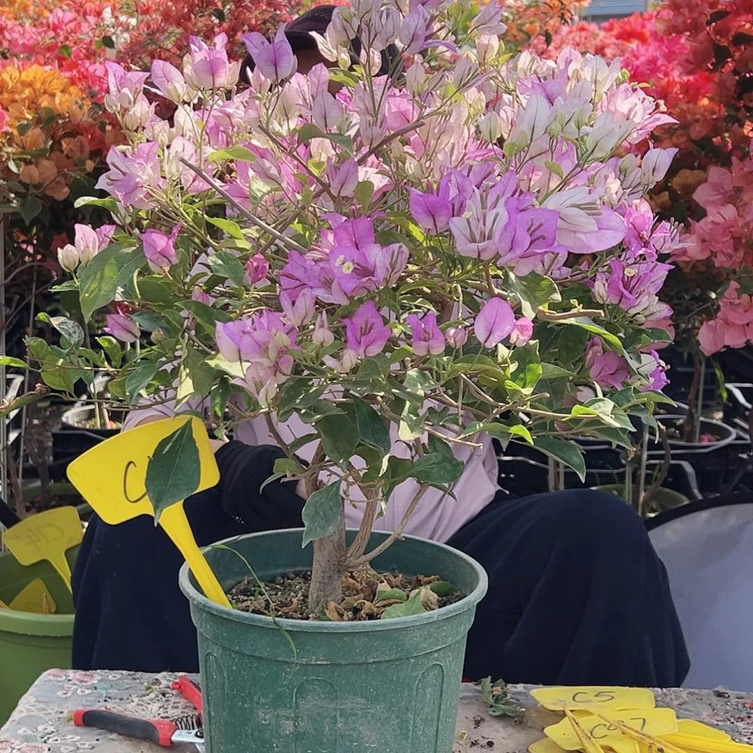 待***开大部分花苞少量开放C57雪紫