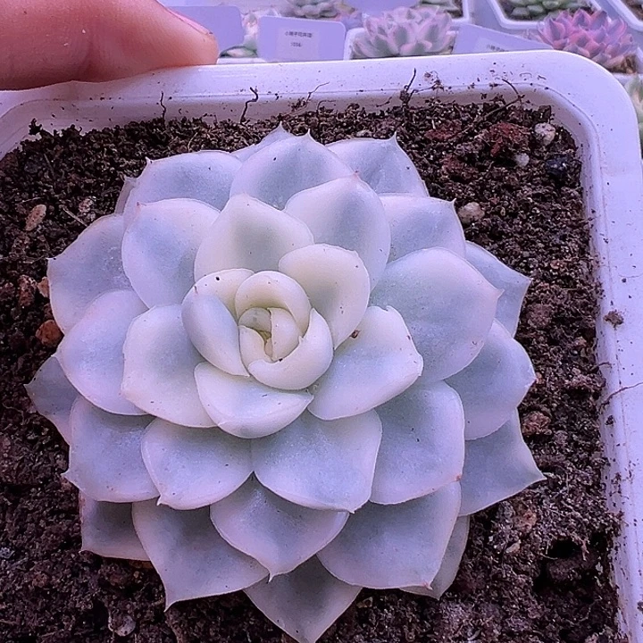 1078号雪球锦多肉