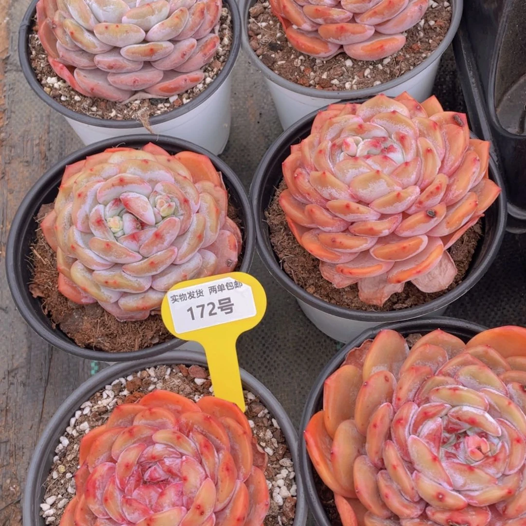 172号宽叶母本大韩橙单头两个