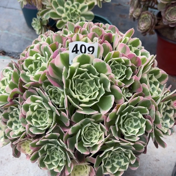 409白凤25厘米左右