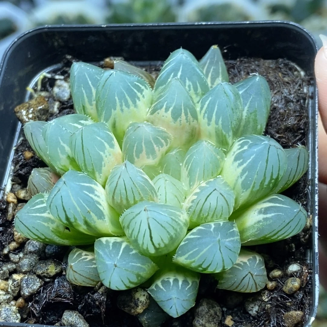 白糊斑霓虹灯玉露锦一物一拍